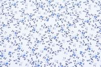 Ткань плательно-блузочная шифон, Maks Style, цветочный принт, арт. MS- 1195 D- 8 C- 1