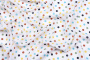 Ткань плательно-блузочная штапель, Maks Style, вискоза 100%, белый принт горох цветной, арт. 4199 D-48870