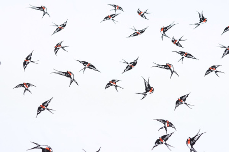 Ткань плательно-блузочная штапель, Maks Style, вискоза 100%, цвет ткани белый, ласточки, арт. MS- 2208 D-3 C-1